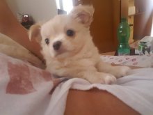 Mini civava