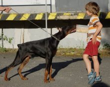 Dobrman štěně Dean HP s rodokmenem z CHS HP prodám