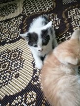 Darujem mačiatka