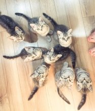 Britske whiskas strieborne maciatka