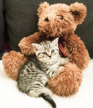 Britske whiskas strieborne maciatka