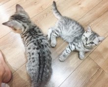 Britske whiskas strieborne maciatka