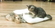Britske whiskas strieborne maciatka