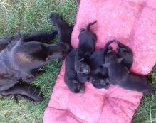 Flat Coated Retriever - nabízíme štěňata s PP