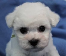 Bišonik - Bichon Frisé