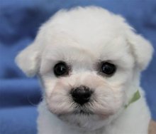 Bišonik - Bichon Frisé