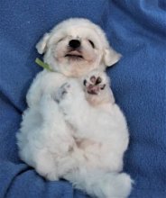 Bišonik - Bichon Frisé