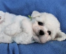 Bišonik - Bichon Frisé