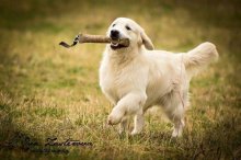 Zlatý retriever - Šteniatka s PP