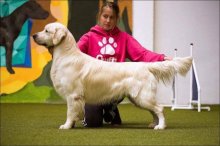 Zlatý retriever - Šteniatka s PP