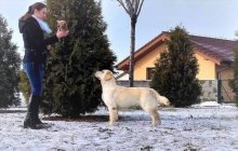 Zlatý retriever - Šteniatka s PP