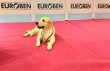 Zlatý retriever - Šteniatka s PP
