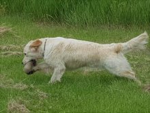 Zlatý retriever - Šteniatka s PP