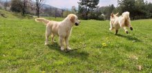 Zlatý retriever - Šteniatka s PP