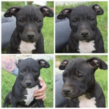 Americky staffordshirsky terrier