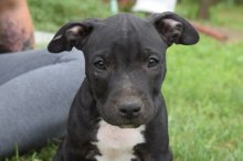 Americky staffordshirsky terrier