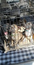 Americky staffordshirsky terrier