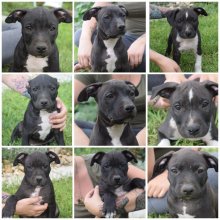 Americky staffordshirsky terrier