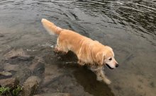 Golden Retriever s PP - Zlatý Retriever s PP