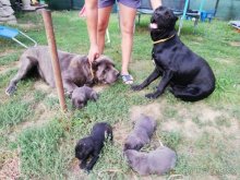 Predám šteniatka Cane Corso