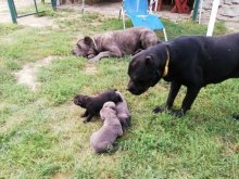 Predám šteniatka Cane Corso