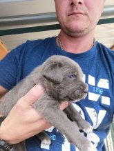 Predám šteniatka Cane Corso