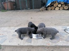 Predám šteniatka Cane Corso