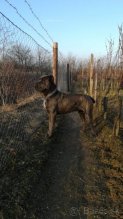 Predám šteniatka Cane Corso