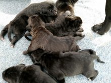 CANE CORSO ITALIANO /SK/AT/