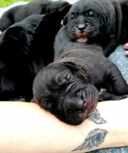 CANE CORSO ITALIANO /SK/AT/