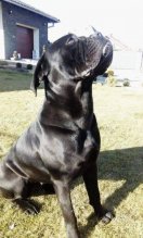 CANE CORSO ITALIANO /SK/AT/