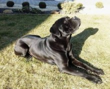 CANE CORSO ITALIANO /SK/AT/