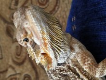 Agama bradatá