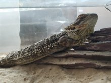 Agama bradatá