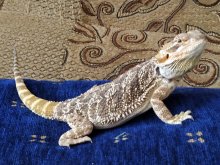 Agama bradatá