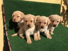 Labrador s PP