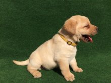 Labrador s PP