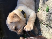 Labrador s PP
