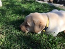 Labrador s PP