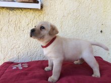 Labrador s PP