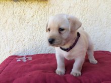 Labrador s PP