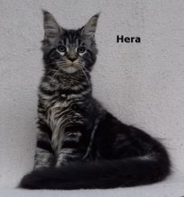 Luxusní Maine Coon kočičky s PP