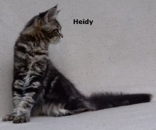 Luxusní Maine Coon kočičky s PP