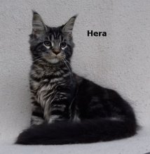 Luxusní Maine Coon kočičky s PP