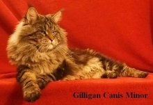 Luxusní Maine Coon kočičky s PP