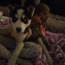 Sibírsky husky