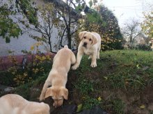 Labrador s Preukazom pôvodu