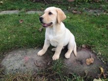 Labrador s Preukazom pôvodu