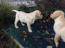 Labrador s Preukazom pôvodu
