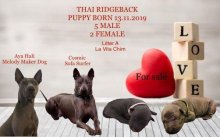 Thajský ridgeback